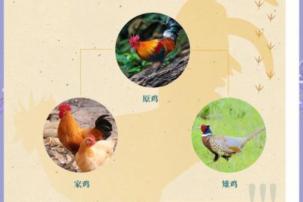 属鸡女孩的命运解析:丑与美的深层意义 属鸡女孩的命运解析:丑与美的深层意义