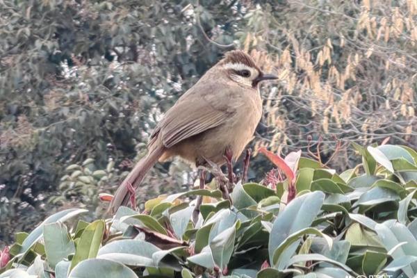 命鸟的启示：在生命的每一个瞬间领悟自由与责任