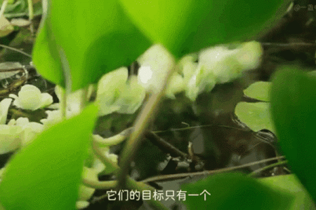 嗜水如命的植物：探索水生植物的奇妙世界