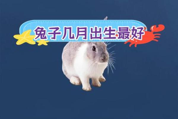 属兔之人：1998年出生的命运与性格解析