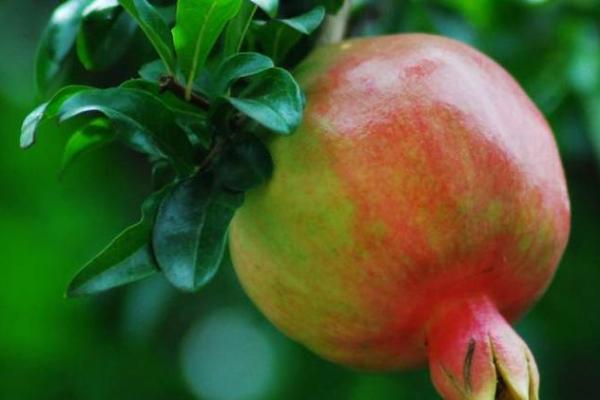 揭秘石榴木命人的五行属性与金元素的完美结合 揭秘石榴木命人的五行属性与金元素的完美结合