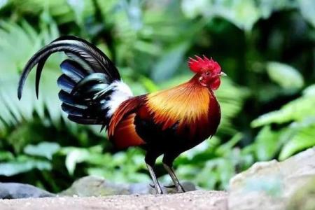 属鸡人的命格剖析：如何依据八字看你的人生之路