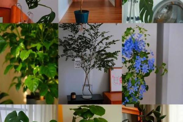 属鼠缺水的命里，适合养哪些植物？