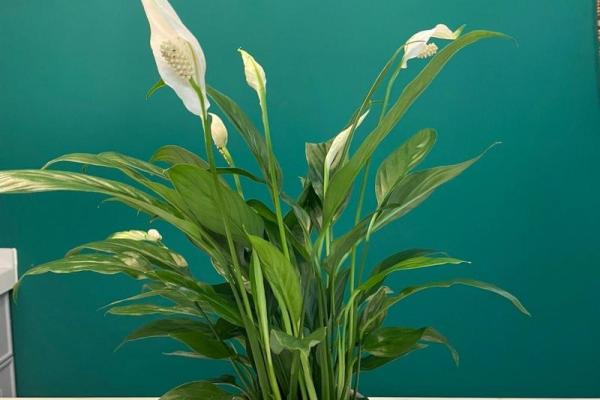 属鼠缺水的命里，适合养哪些植物？