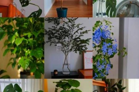 属鼠缺水的命里，适合养哪些植物？