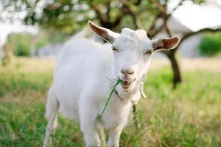 属羊女孩：我是二月十五出生，命运到底如何？