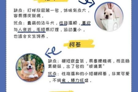 农历6月狗命解析：探索性格与命运的奥秘