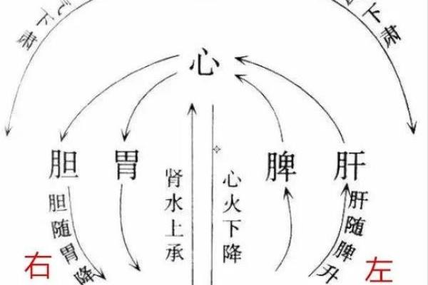 从右肺到脾胃：解读内脏与健康的微妙关系