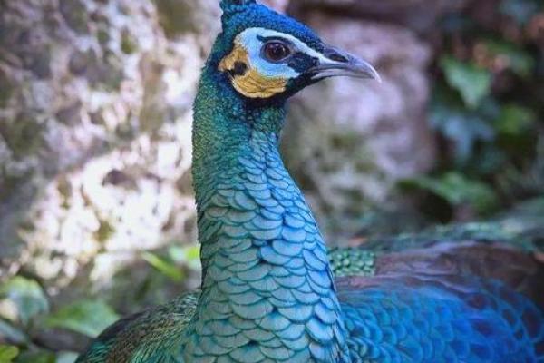 十二命中的孔雀命：美丽与智慧的化身