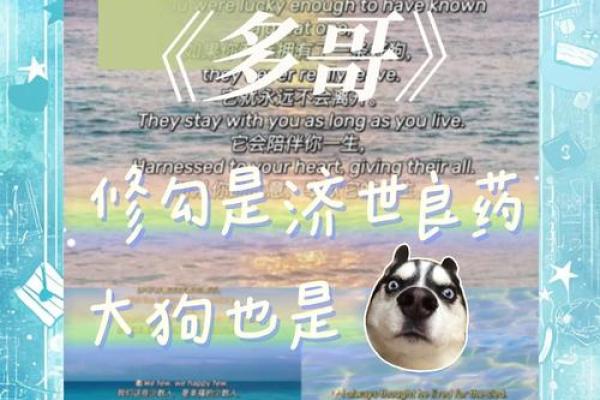 狗与人类:相依为命的忠诚伙伴与生命的最佳伴侣 狗与人类:相依为命的忠诚伙伴与生命的最佳伴侣