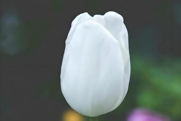 命理解析：早上两个、下午三个的命运解析与人生启示