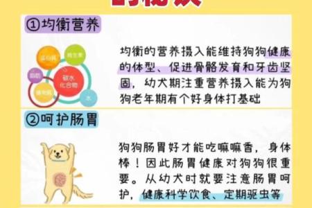 属狗的百岁老人：长寿的命理解析与生活智慧