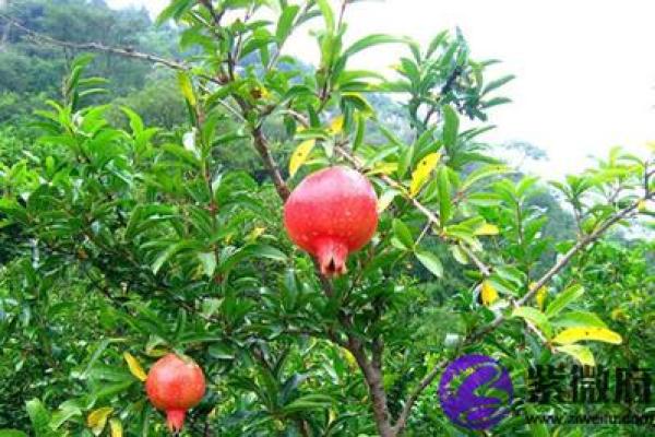 石榴木命的色彩搭配：如何选择最佳招牌颜色