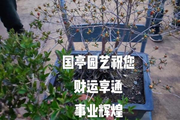 命旺沙中金命：如何掌控人生与事业的辉煌