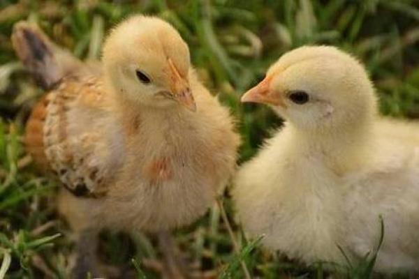 属鸡农历六月初六出生的命理解析与人生智慧