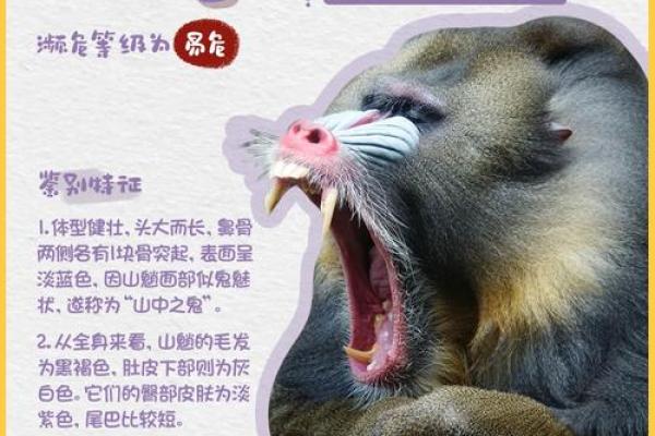 神秘的山魈：阴命的象征与传说中的形象