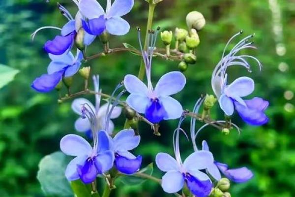 蝴蝶命：细腻而神秘的命运之花，预示着何种未来？