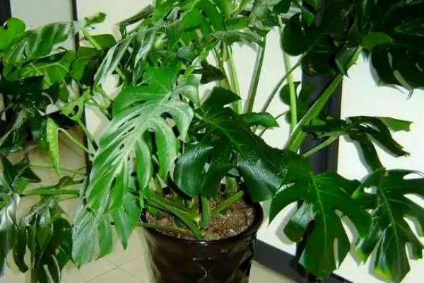 女命八字无水,适合养什么花才能增添好运? 女命八字无水,适合养什么花才能增添好运?