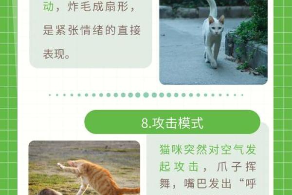 山猫的九条命：探秘这神秘生物的生存之道与冒险精神