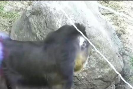 神秘的山魈：阴命的象征与传说中的形象