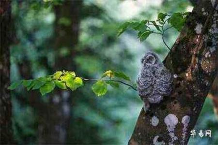 桑柘木命的人生道路：性格、运势与健康的深度解析