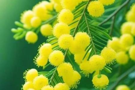 蝴蝶命：细腻而神秘的命运之花，预示着何种未来？