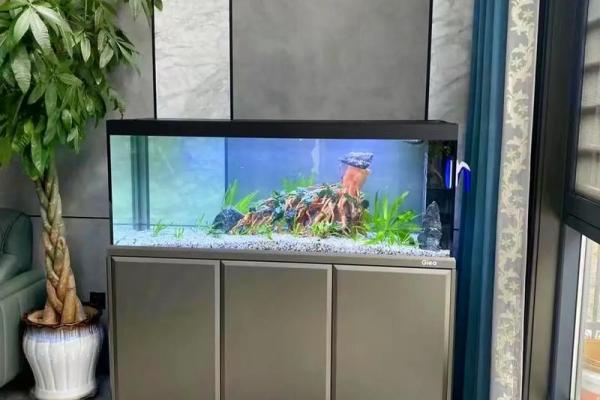 石榴木命的人养什么颜色鱼最为理想?探索和谐与美丽的鱼缸搭配! 石榴木命的人养什么颜色鱼最为理想?探索和谐与美丽的鱼缸搭配!