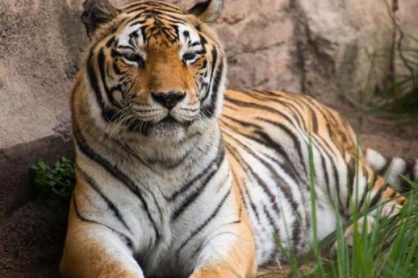 秋天出生的虎:神秘命理与独特命运的探索 秋天出生的虎:神秘命理与独特命运的探索