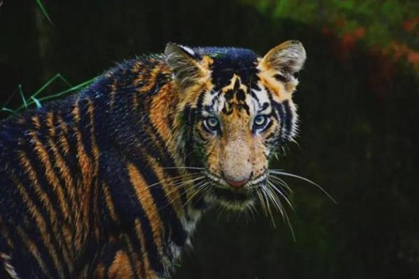 秋天出生的虎:神秘命理与独特命运的探索 秋天出生的虎:神秘命理与独特命运的探索