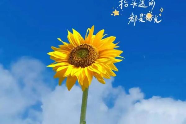 命硬与命好的秘密解析：为何有的人总能逆风翻盘？