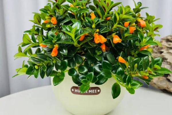 桑松木命人适合养什么金鱼？探讨最佳搭配与养护技巧！