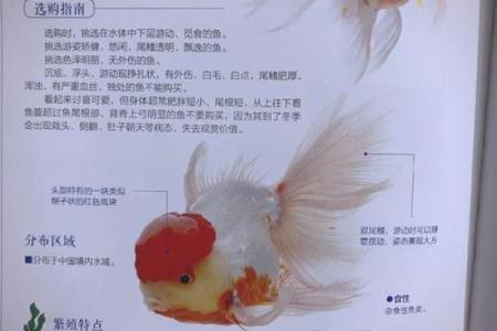 石榴木命的人养什么颜色鱼最为理想？探索和谐与美丽的鱼缸搭配！