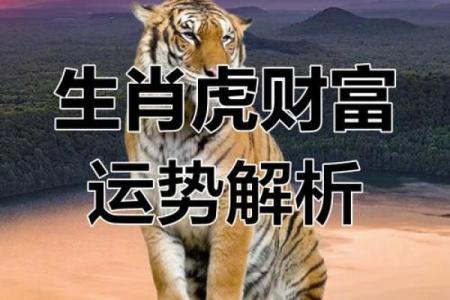 属虎的九月出生，命运如何让你更顺畅？