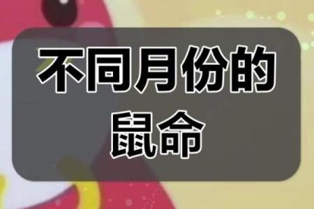 属鼠人4月出生的命运分析与性格特点