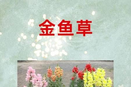 桑松木命人适合养什么金鱼？探讨最佳搭配与养护技巧！