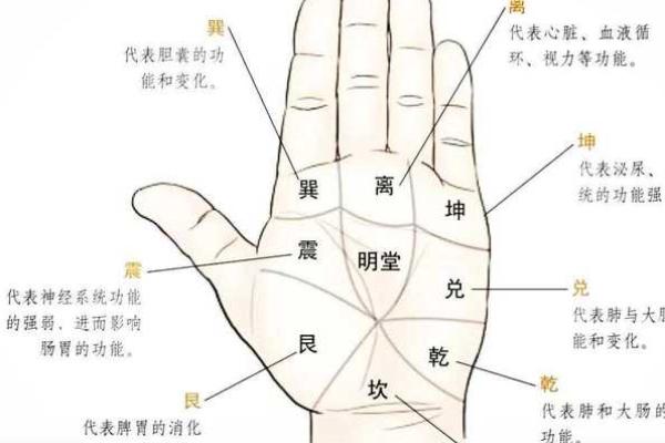 手相解析：旺夫命女性的手掌密码与魅力所在