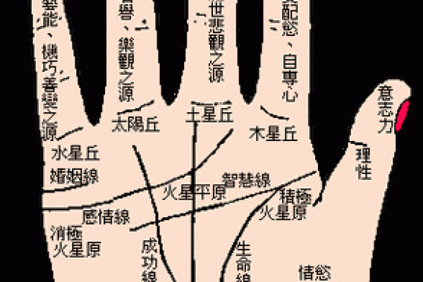 手相解析：旺夫命女性的手掌密码与魅力所在