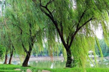 女杨柳木命的配命指南：与何种命相伴最为理想？