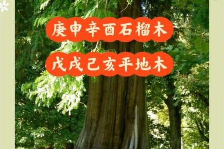 石榴木命与五行之缘：谁是最佳搭配者？