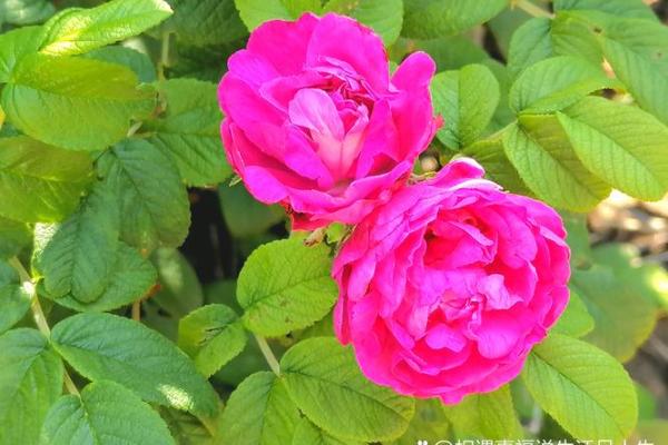 女人皮肤白皙的命理解析：揭示美丽背后的命运之道