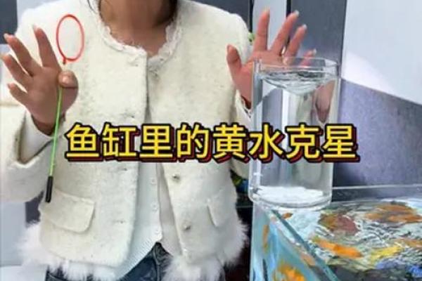 适合开养鱼馆的人：让你在水族世界中畅游的秘籍！