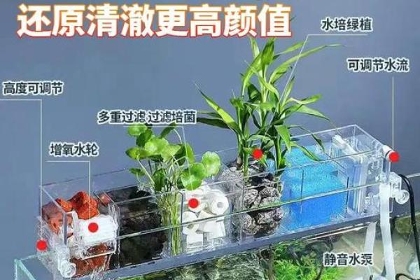 适合开养鱼馆的人：让你在水族世界中畅游的秘籍！