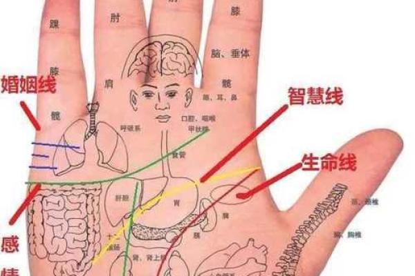 女生看手相，揭示命运之谜，探索内心的秘密！