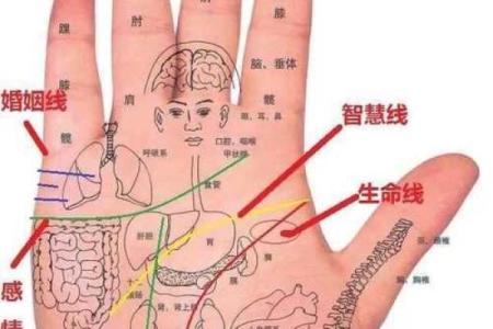 女生看手相，揭示命运之谜，探索内心的秘密！