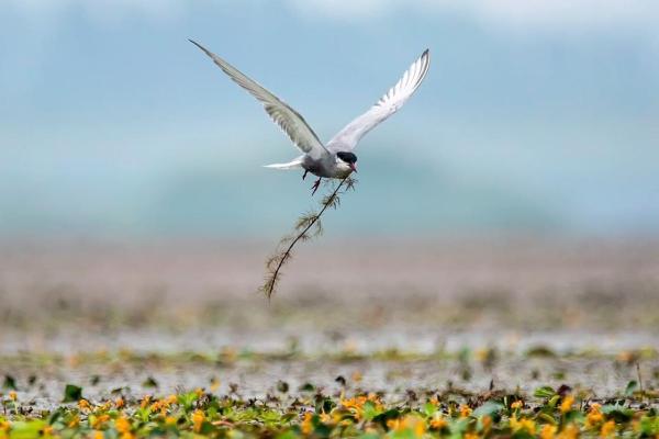 女命一身轻：探寻象征自由与灵动的动物