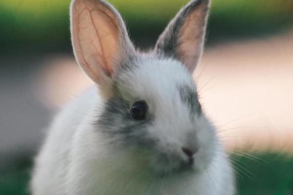 属兔火命的朋友适合使用的手机号解析与推荐 属兔火命的朋友适合使用的手机号解析与推荐