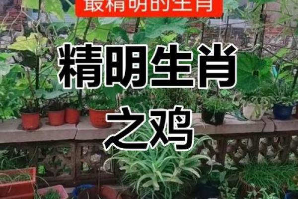 生肖鸡41岁后命格探秘:转变与机遇并存 生肖鸡41岁后命格探秘:转变与机遇并存