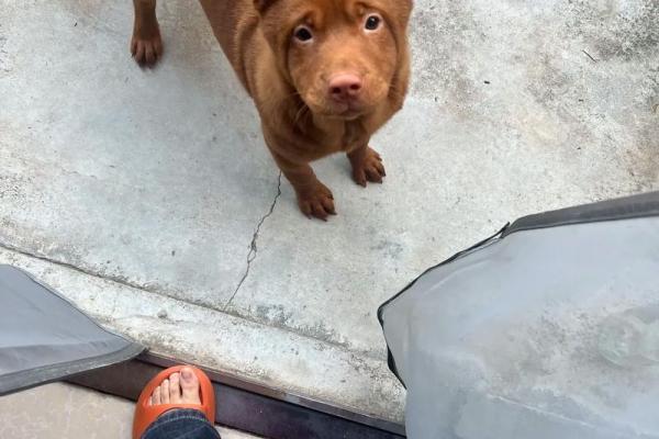 属狗未时羊吃草的命理解析与生活启示