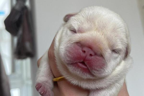 三月份出生的狗：命理解析与性格特征的完美结合