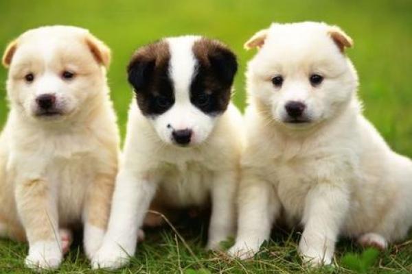 三月份出生的狗：命理解析与性格特征的完美结合